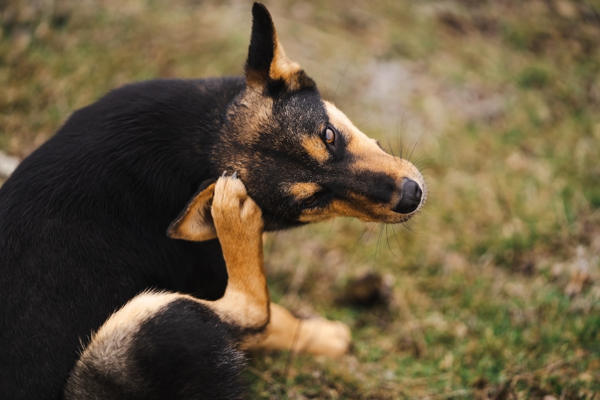 A brown and black dog scratching its ears