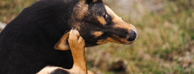 Hund kratzt sich am Ohr