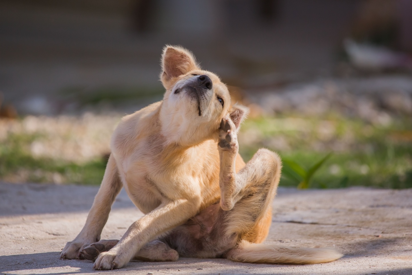 Hellbrauner Hund kratzt sich im Gesicht