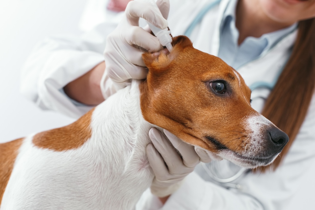 A vet administering ear drops to a dog