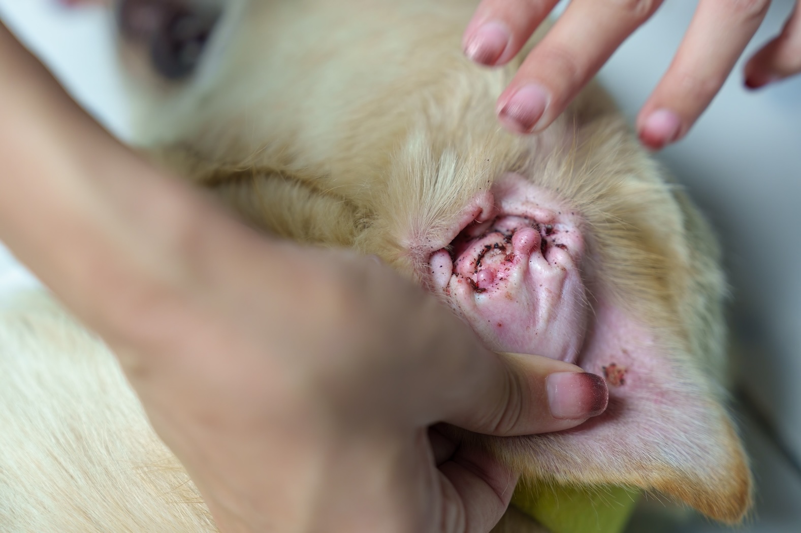 Ohrmilben im Ohr eines Hundes