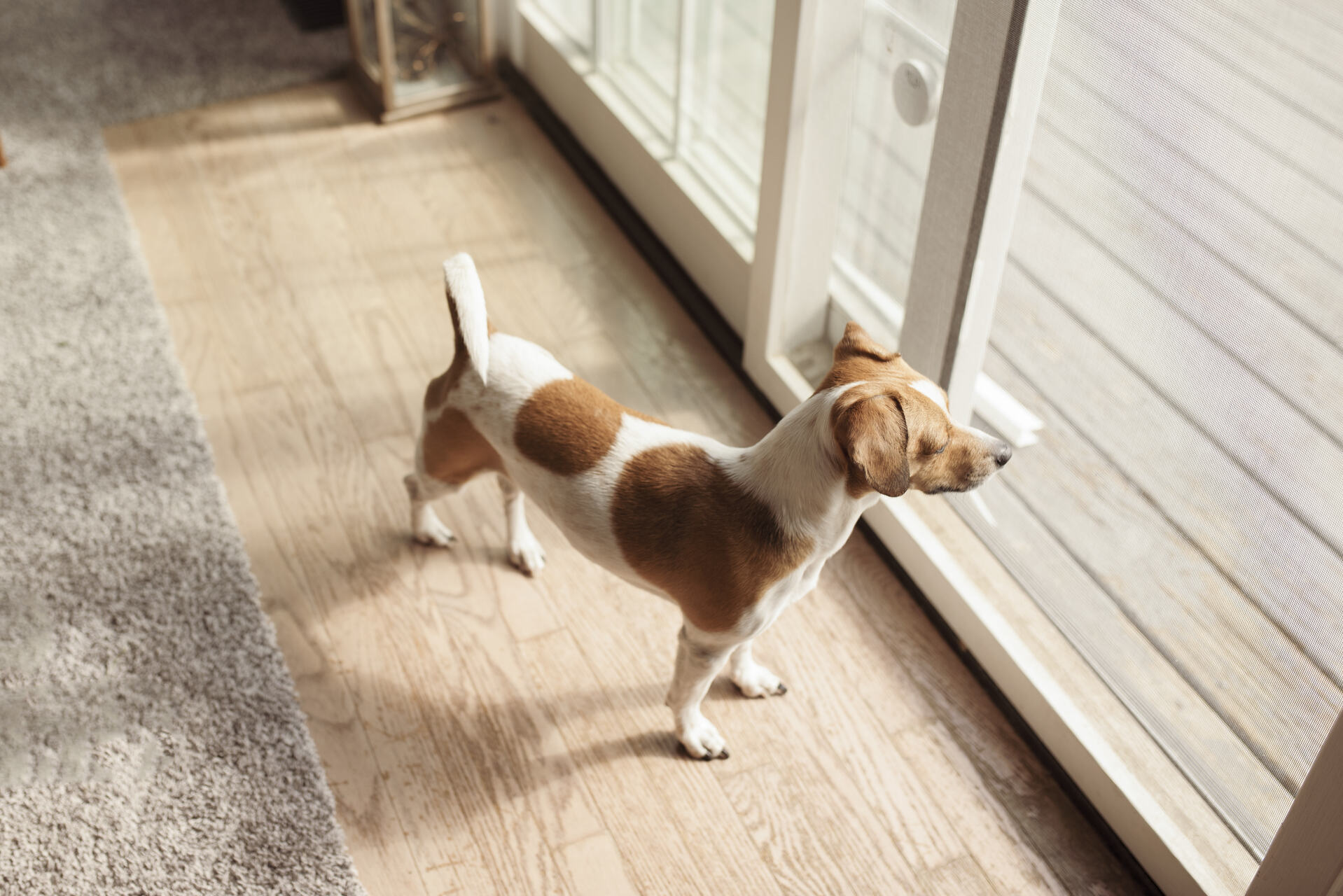 A dog peering anxiously through a window