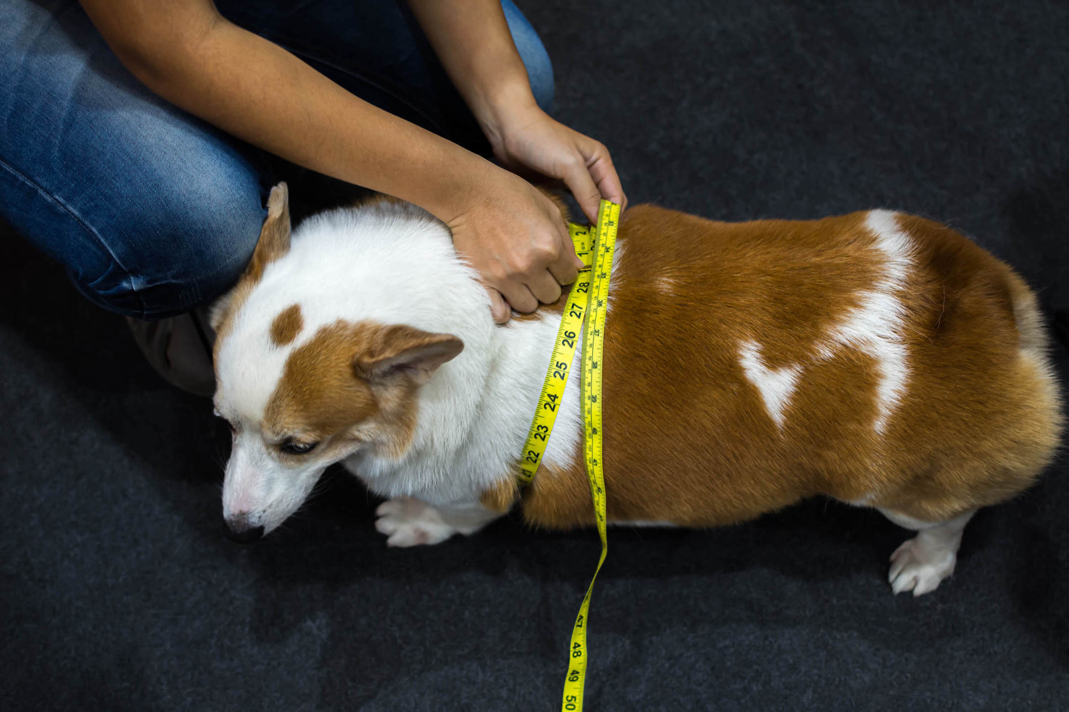 A woman measuring her dog across the chest