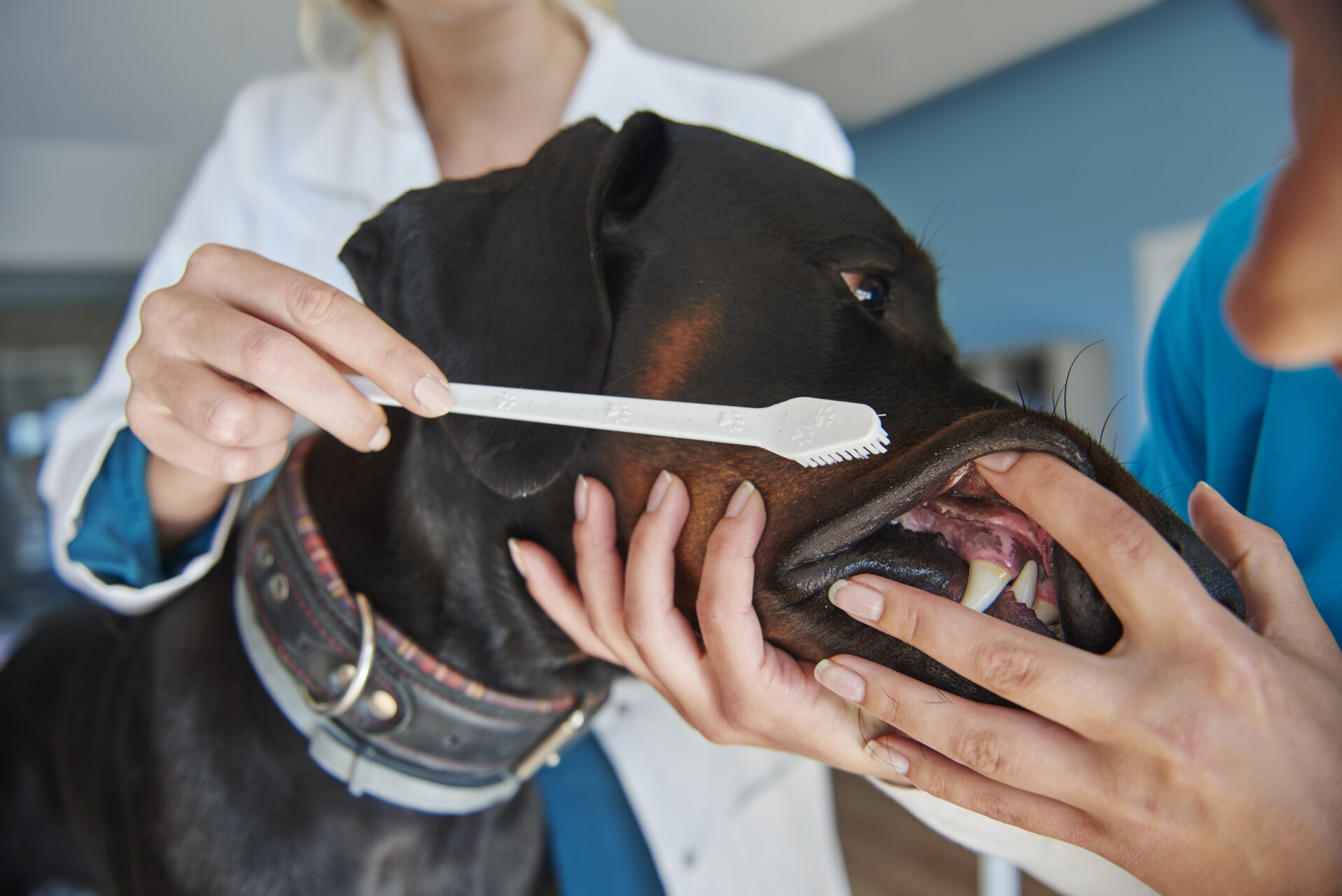 A dog getting its teeth brushed at a vet's clinic