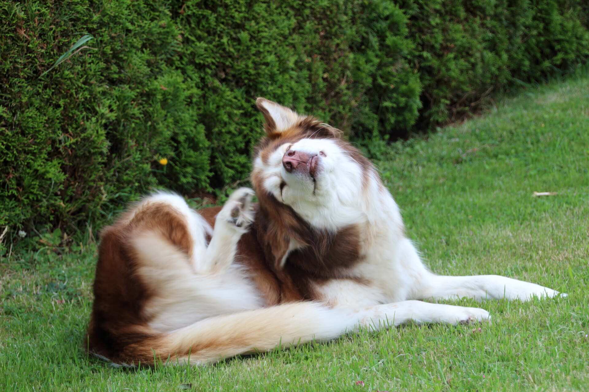 A dog itching its ears in a lawn