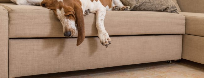 A dog lying on a couch with a tennis ball on the floor