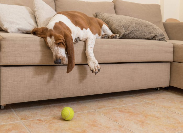 A dog lying on a couch with a tennis ball on the floor