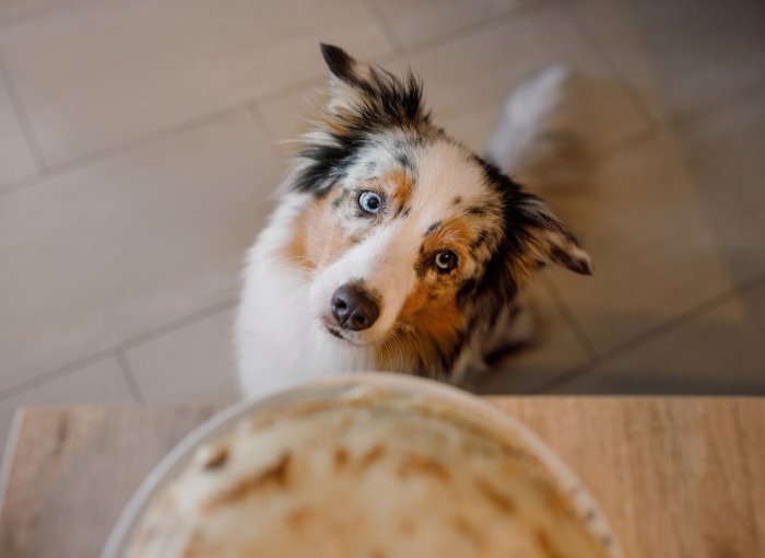 A hungry dog looking up at an empty food bowl