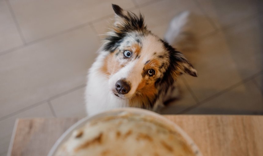 A hungry dog looking up at an empty food bowl