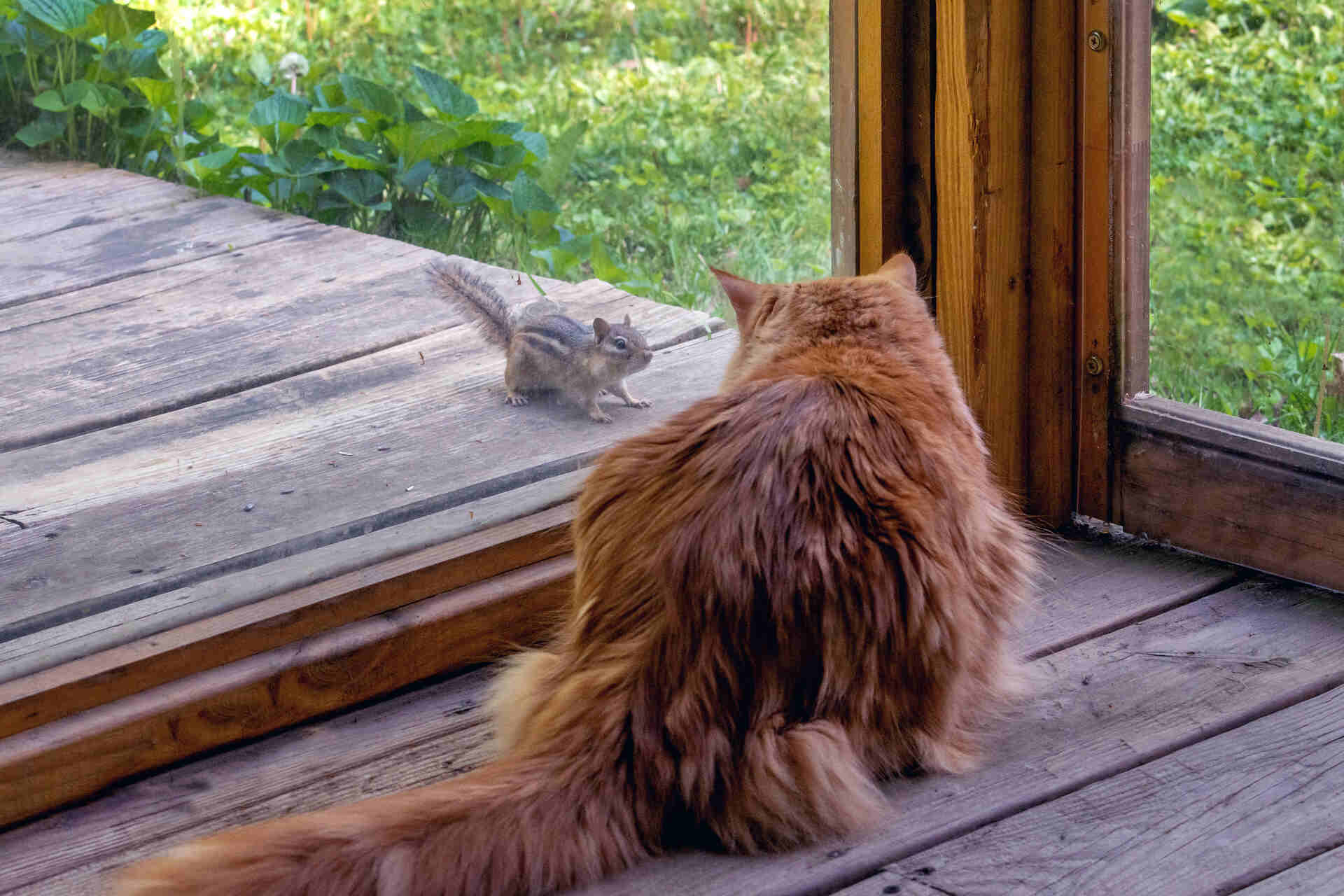A cat sitting by a porch window looking at a squirrel