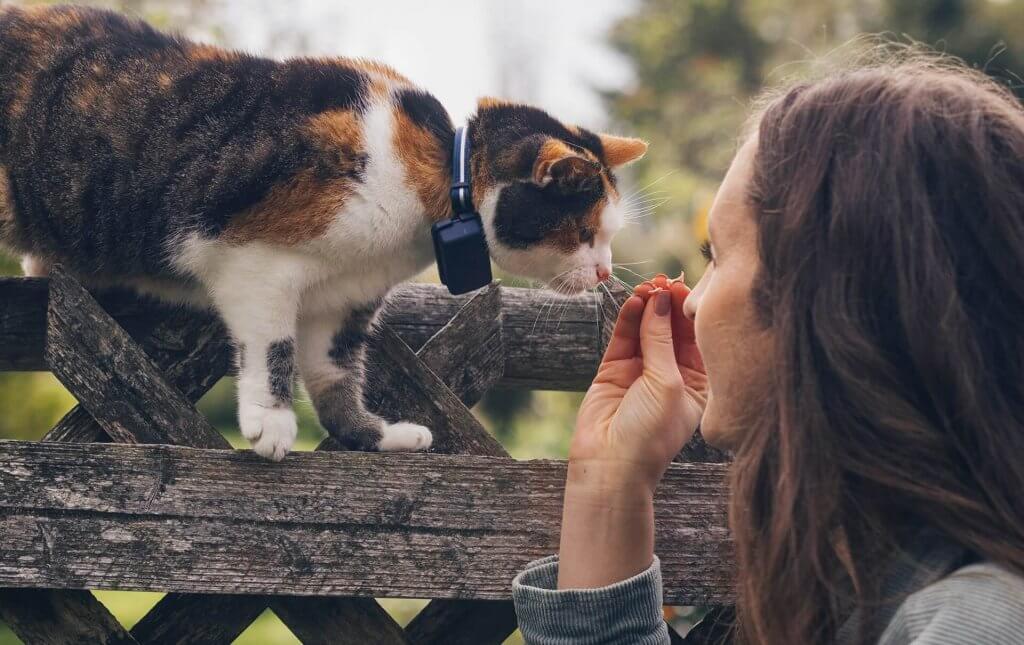 cat wearing gps cat tracker and woman outside close up