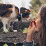 cat wearing gps cat tracker and woman outside close up