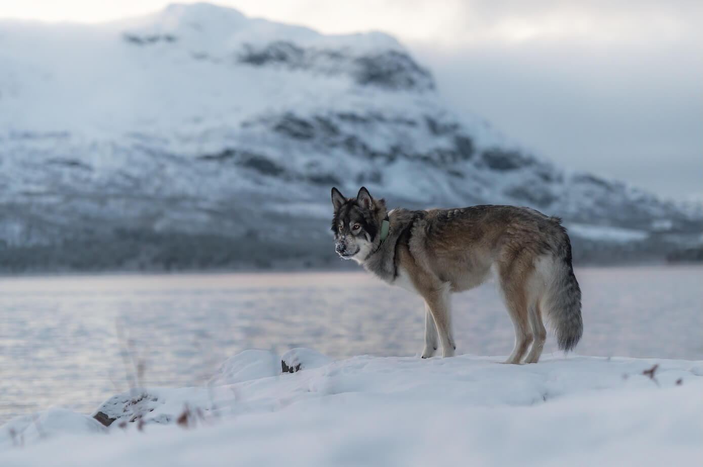 Hund im Schnee mit Tracker