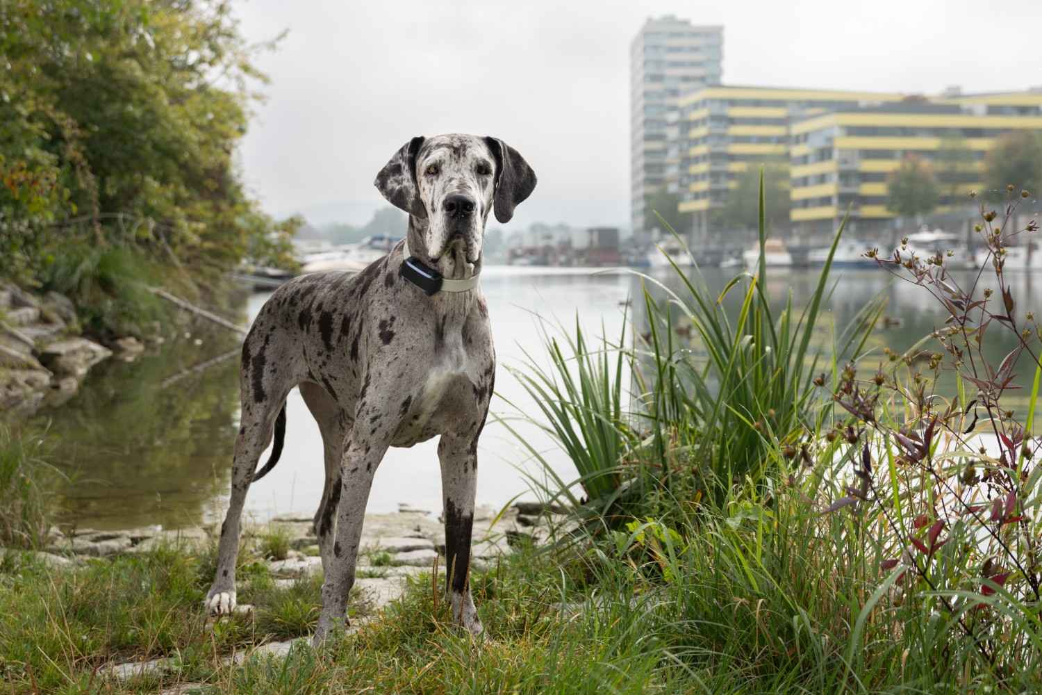 DOG Club notebook 2023-2024.pptx, image size:1500x1000