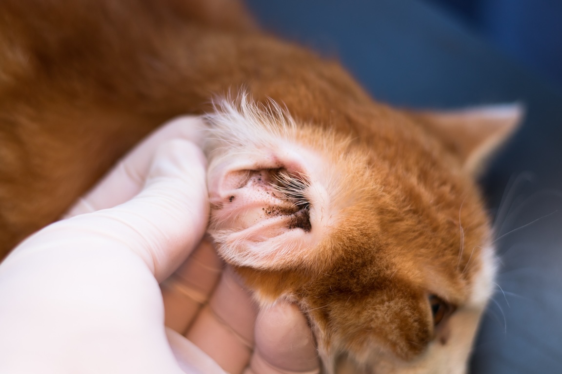 A woman checking her cat's ears for an ear mite infection