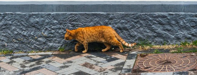 orange cat walking next to sewage drain