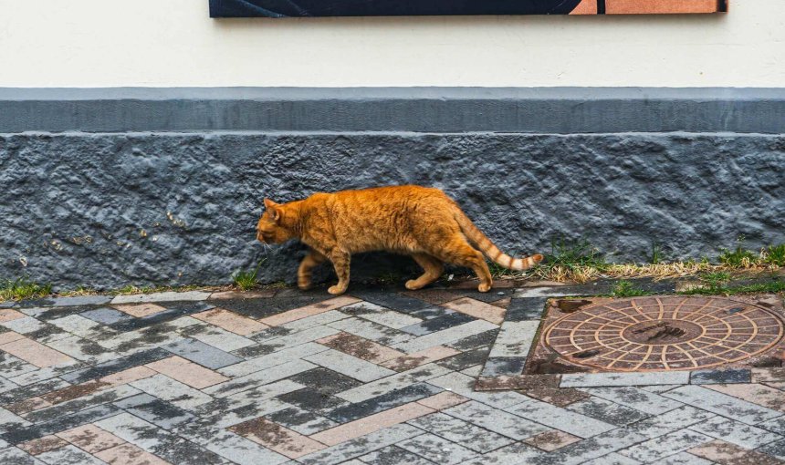 orange cat walking next to sewage drain