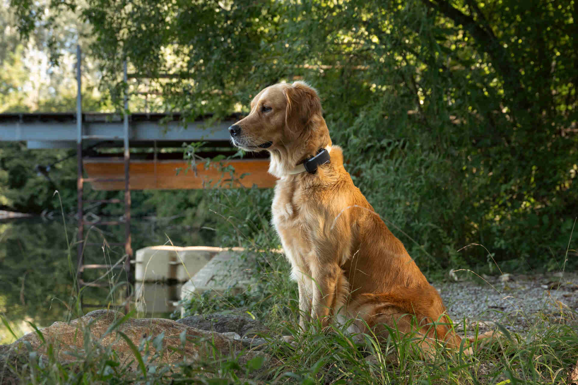 A Labrador Retriever wearing a Tractive GPS tracker in a garden