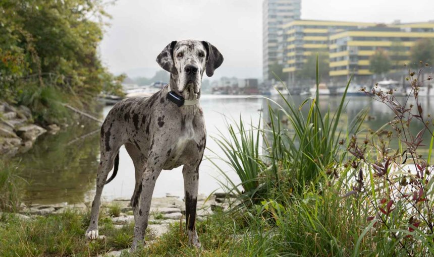 En hund som har på seg en Tractive GPS- og helsesporer