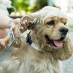 A woman grooming her dog's ears with a brush