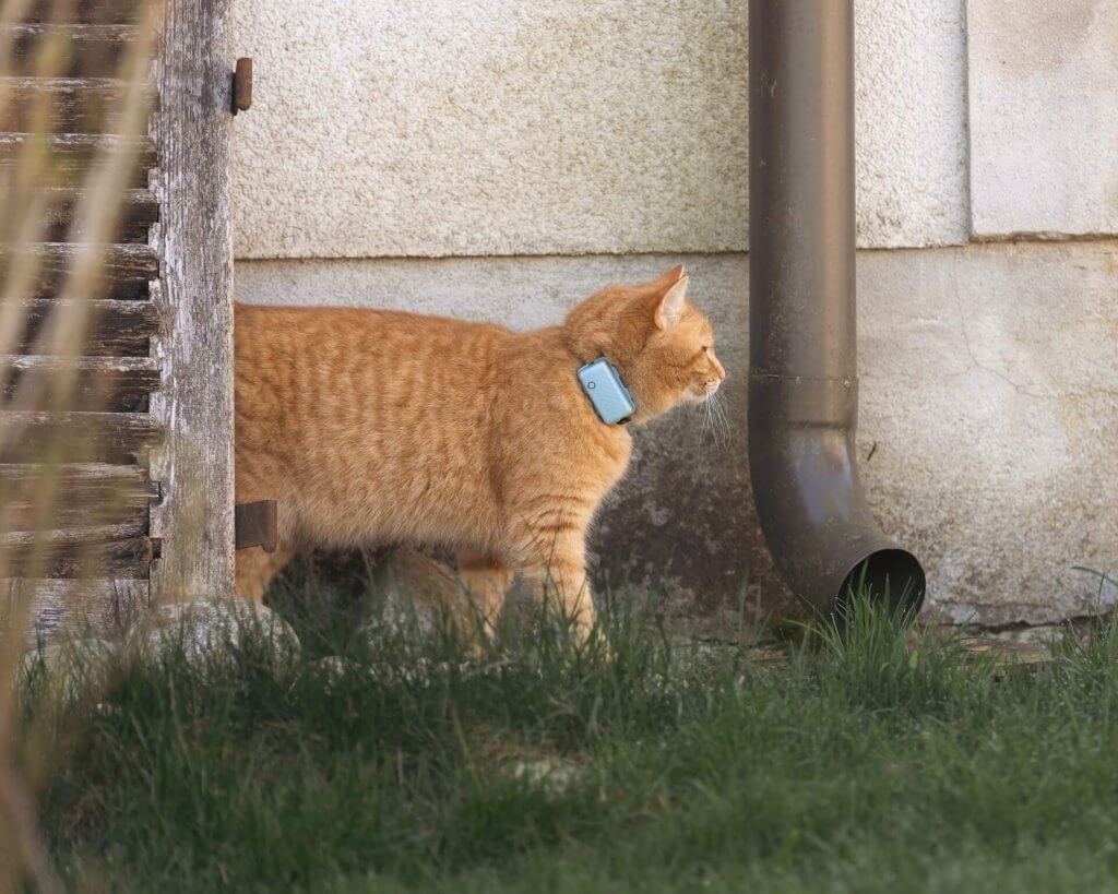 Orange katt med katt-GPS går utomhud vid stuprör