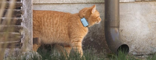 gato naranja con rastreador GPS gato de pie fuera junto a la tubería de desagüe del edificio