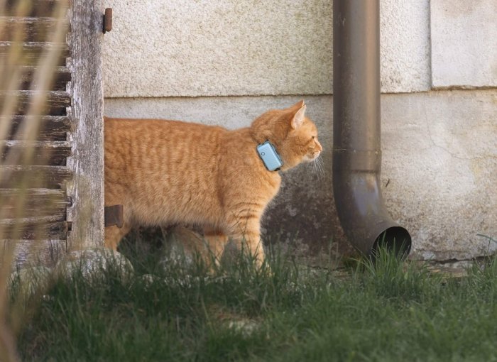 orange cat wearing GPS cat tracker standing outside next to building drain pipe