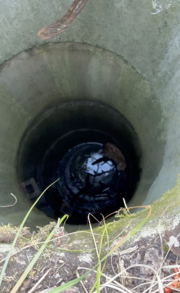 cat in drainage well