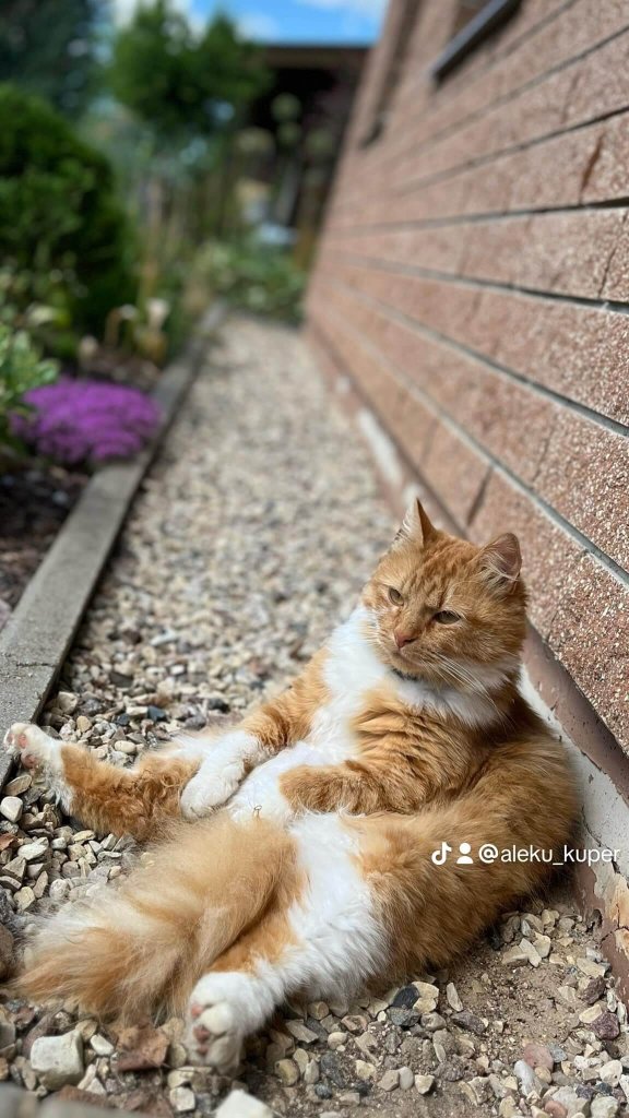 Fluffy orange cat relaxing against a house