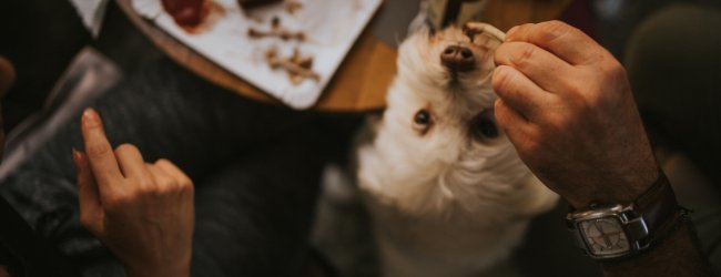 A family feeding a small dog some extra treats at dinner