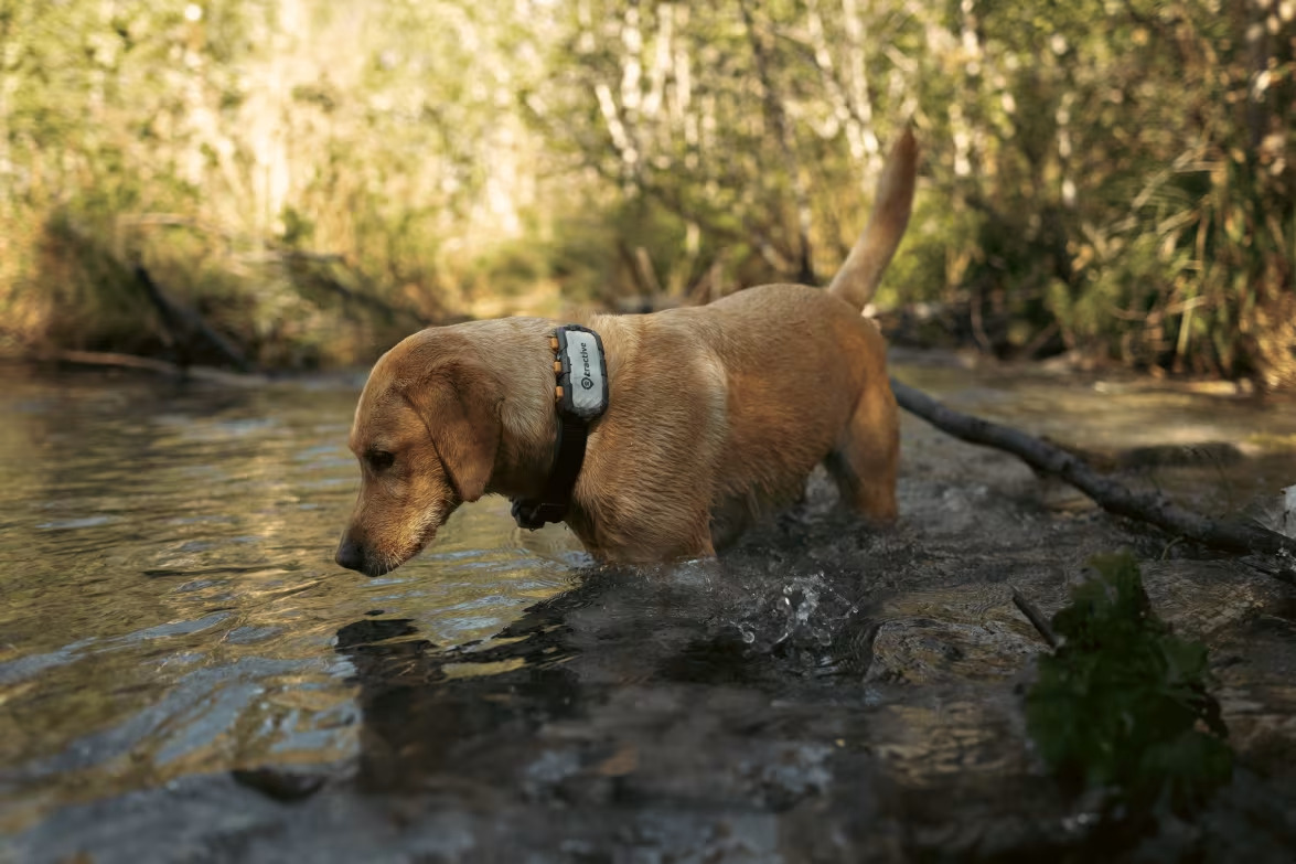 A dog wearing a Tractive GPS tracker exploring the water