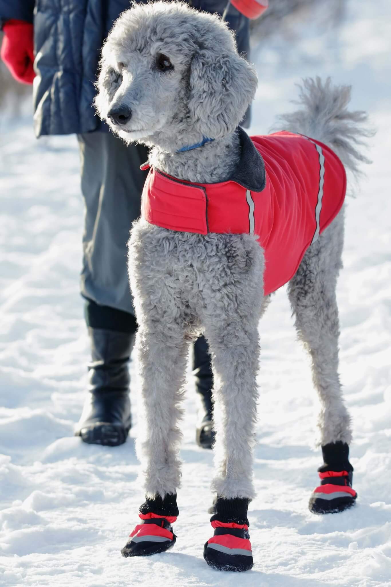 grey dog in winter wearing red jacket and booties