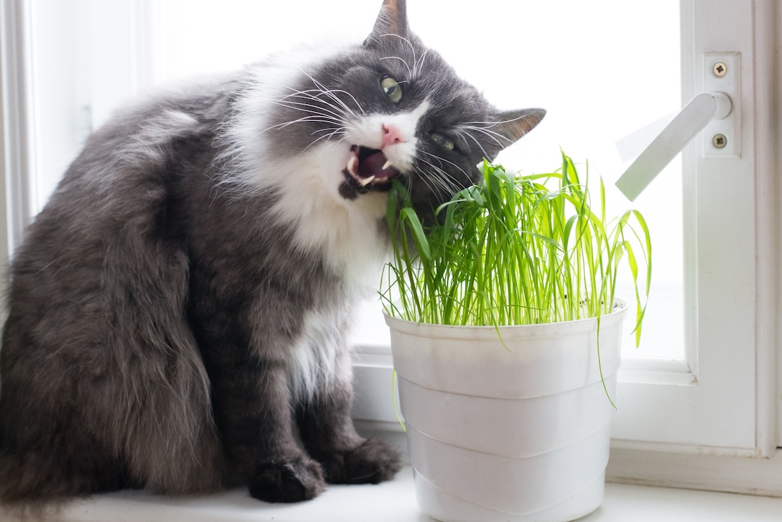 Grau-weiße Langhaarkatze knabbert an Katzengras