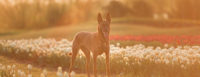 A dog standing in a field of tulips