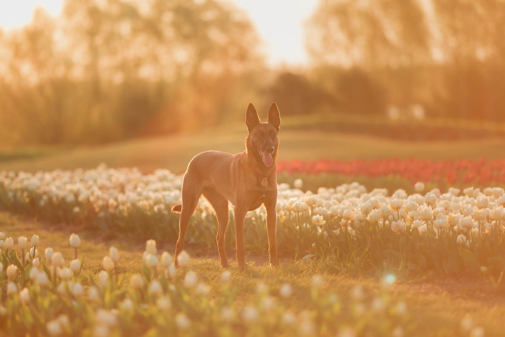 A dog standing in a field of tulips