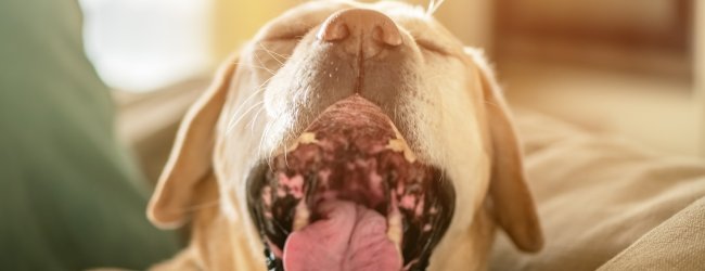 A dog sneezing while sitting on a couch