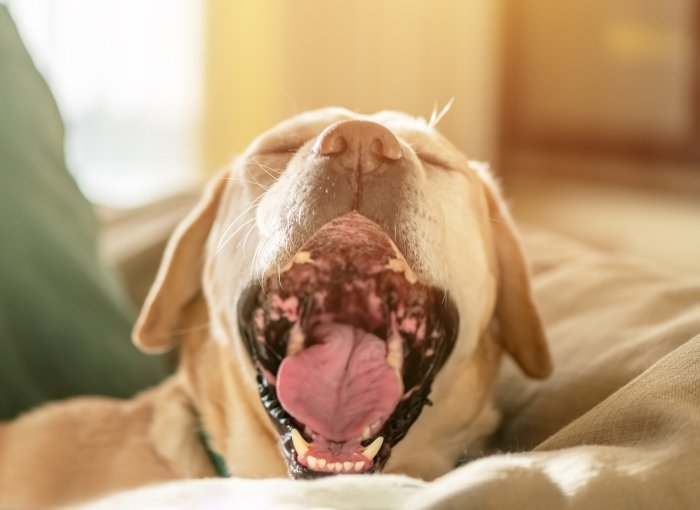 A dog sneezing while sitting on a couch