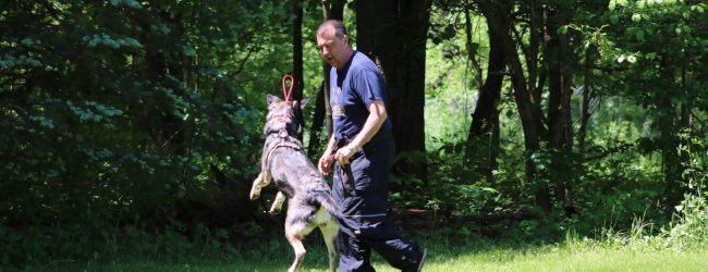 search and rescue dog training with a man outside in green area