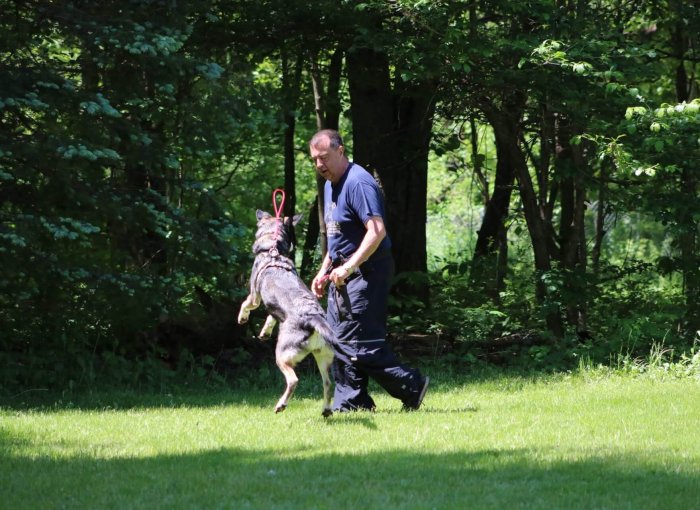 search and rescue dog training with a man outside in green area