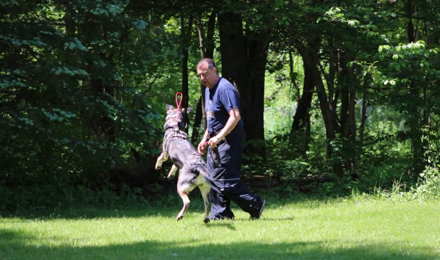 search and rescue dog training with a man outside in green area