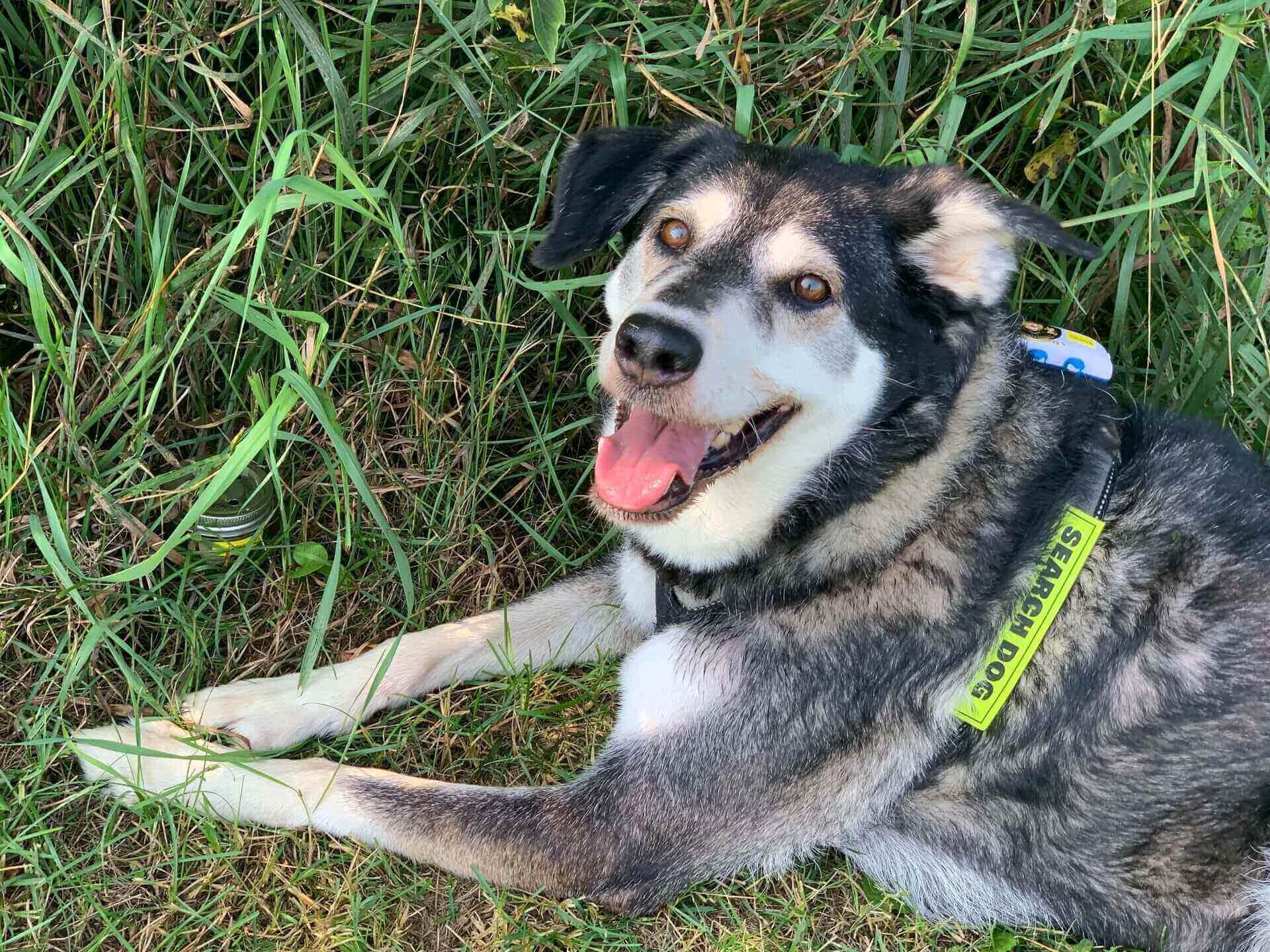 un chien de recherche équipé d’un traceur GPS blanc, couché dans l’herbe