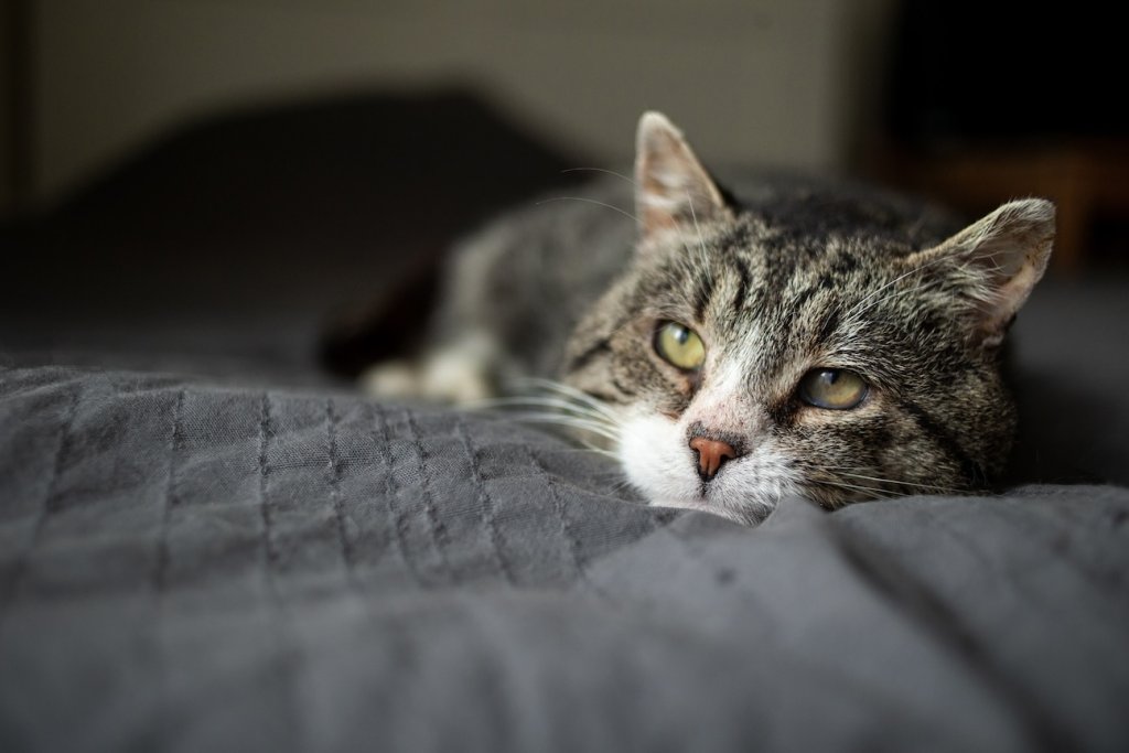 Getigerte Katze liegt auf einem Bett