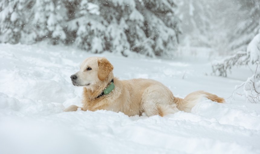 Dog lying in snow