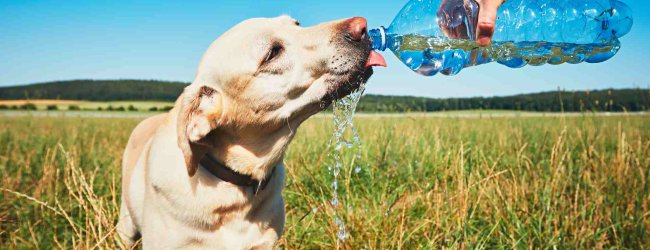 A thirsty dog drinking water on a hot day