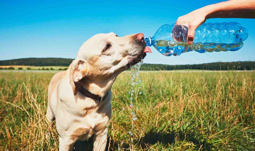 A thirsty dog drinking water on a hot day