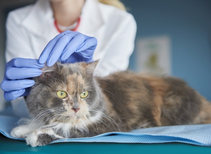 Ohr einer dreifarbigen Katze wird von Tierärztin untersucht