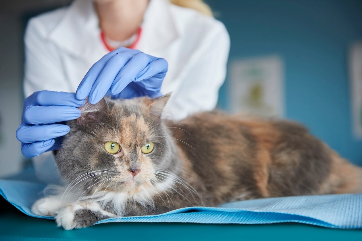 How To Deal With A Bad Case Of Ear Mites In Cats Tractive