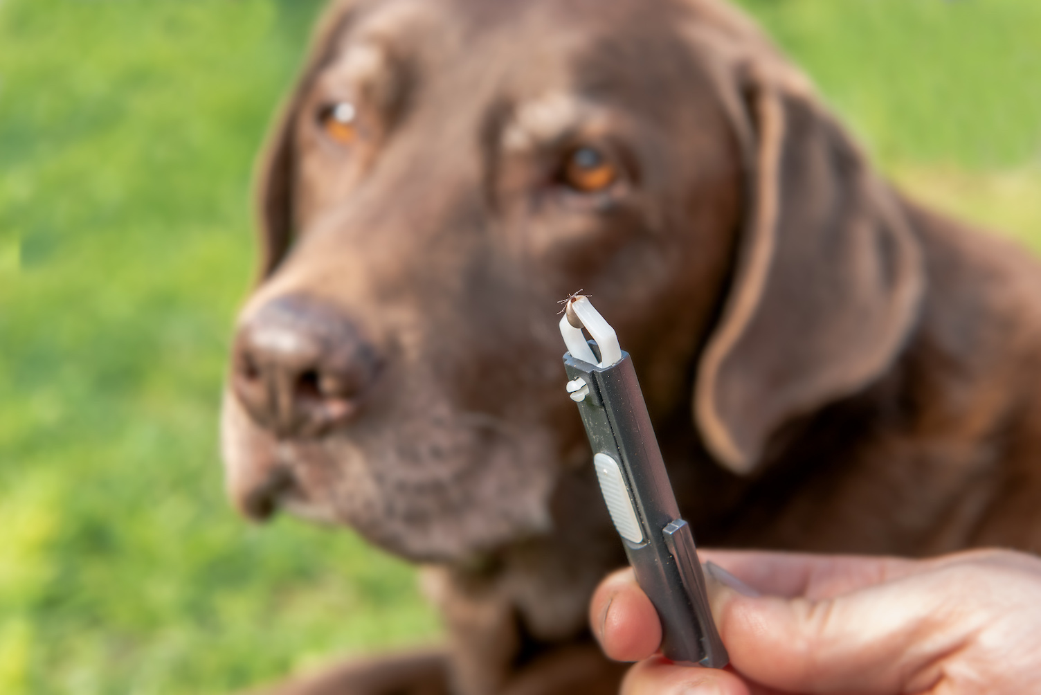 Brauner Hund mit Zecke auf einer Pinzette