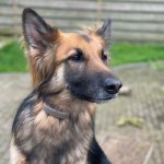 A German Shepherd wearing a Tractive GPS tracker