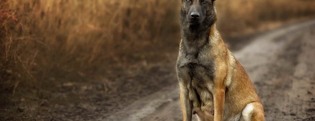 A pregnant dog standing near a field